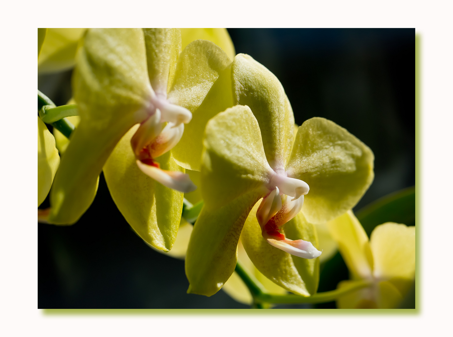 - yellow orchid -