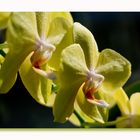 - yellow orchid -