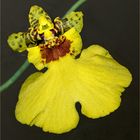 Yellow Orchid Blossom