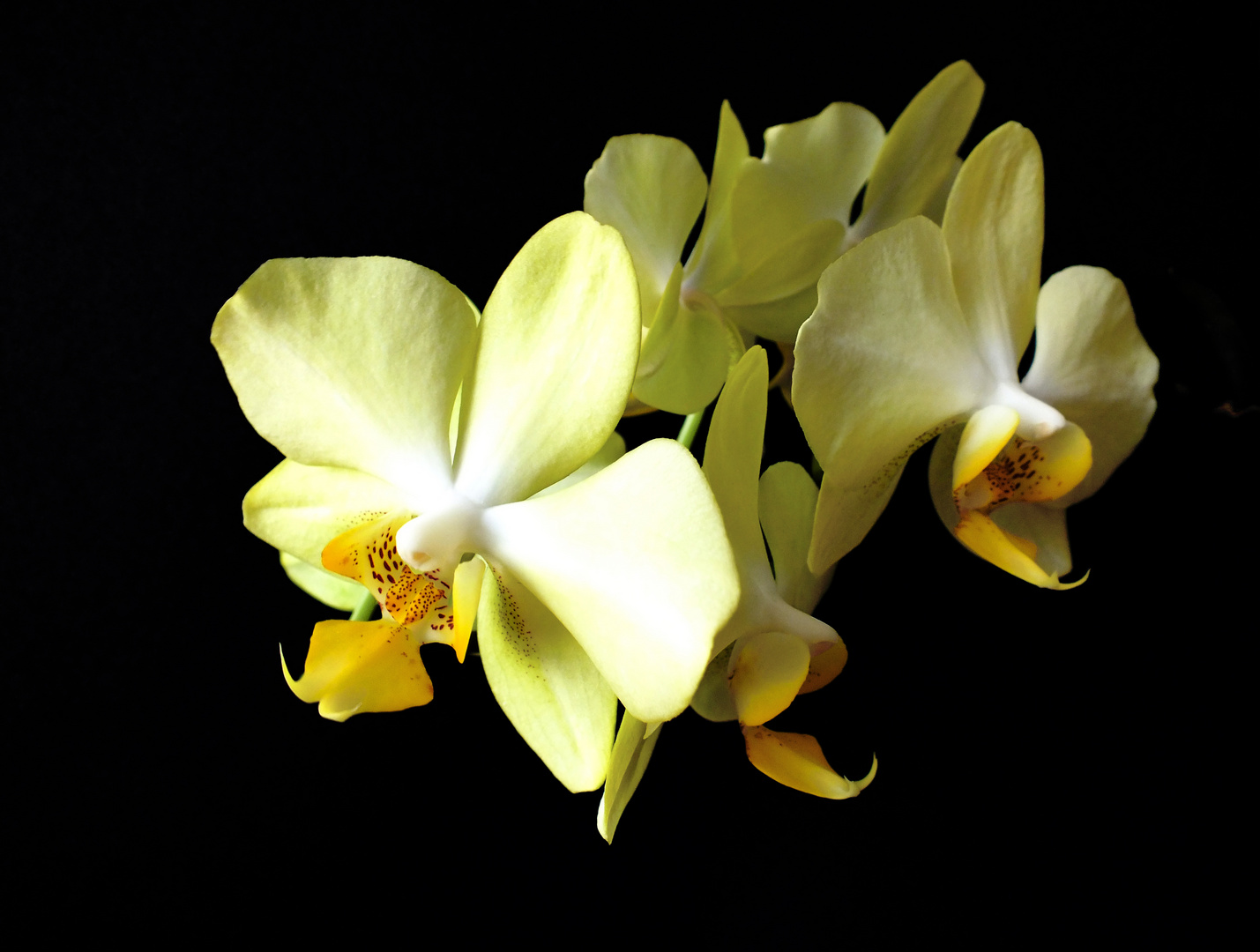 yellow Orchid