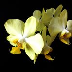 yellow Orchid