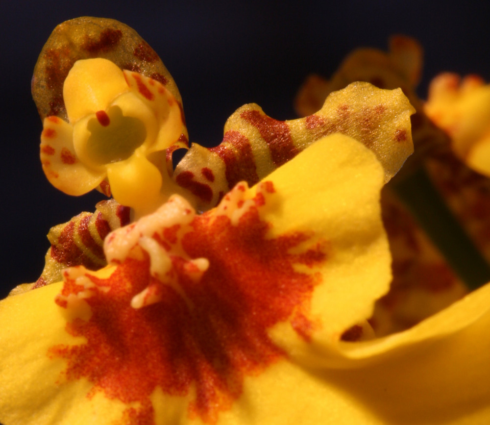 Yellow Orchidee (geschnitten)