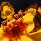 Yellow Orchidee (geschnitten)