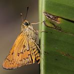 Yellow Palm Dart