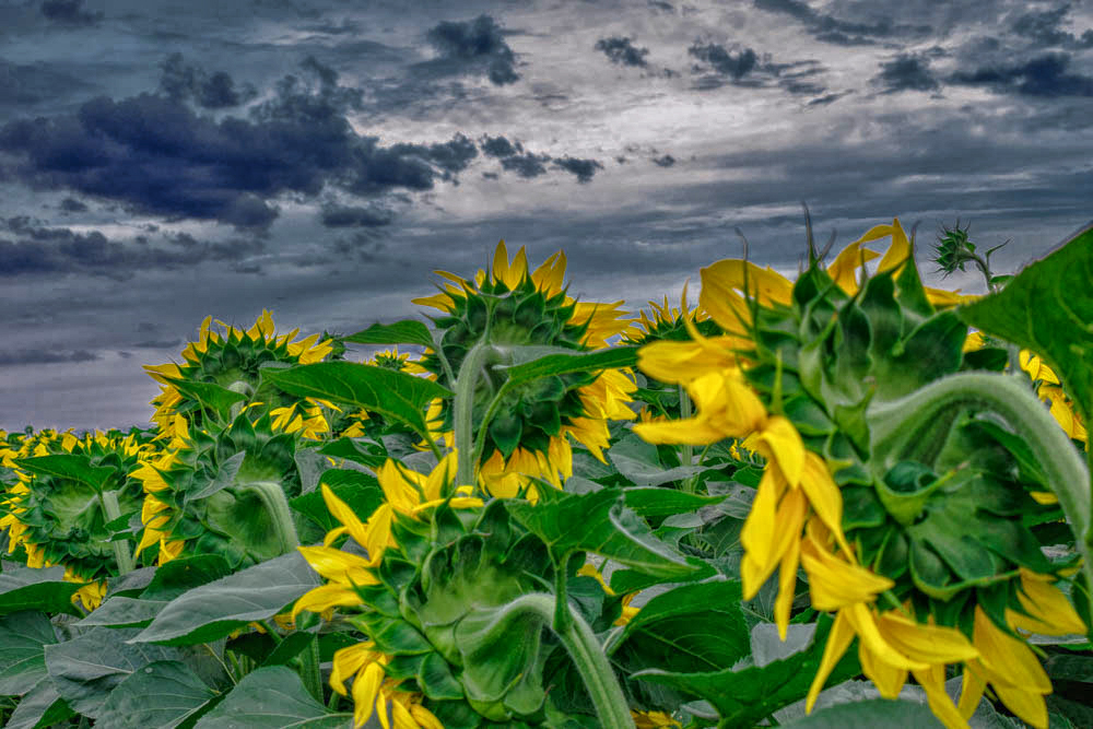 Yellow Pannonian Sea