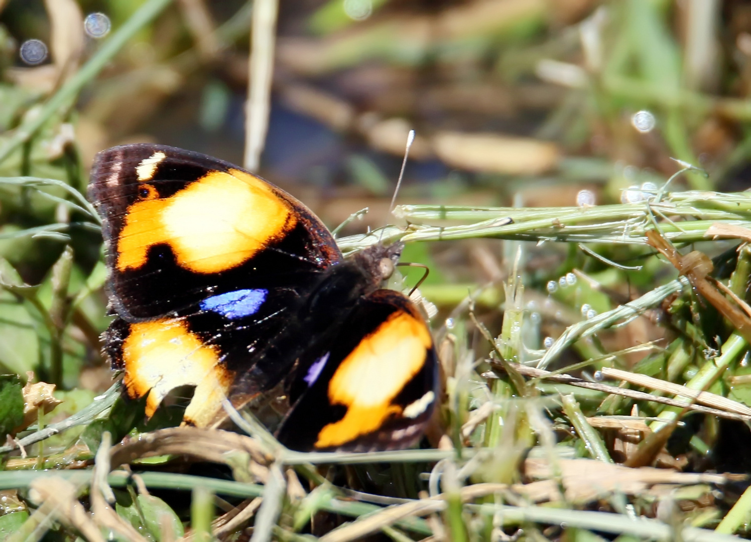 Yellow Pansy Junonia,(Hierta cebrene)