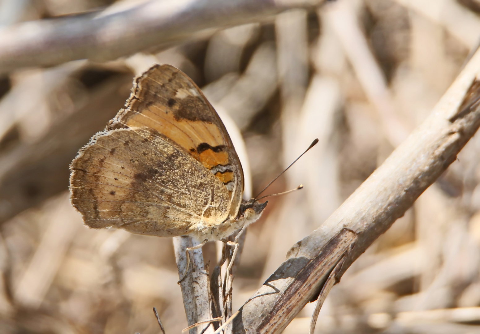 Yellow Pansy,Junonia hierta