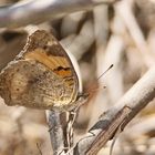 Yellow Pansy,Junonia hierta