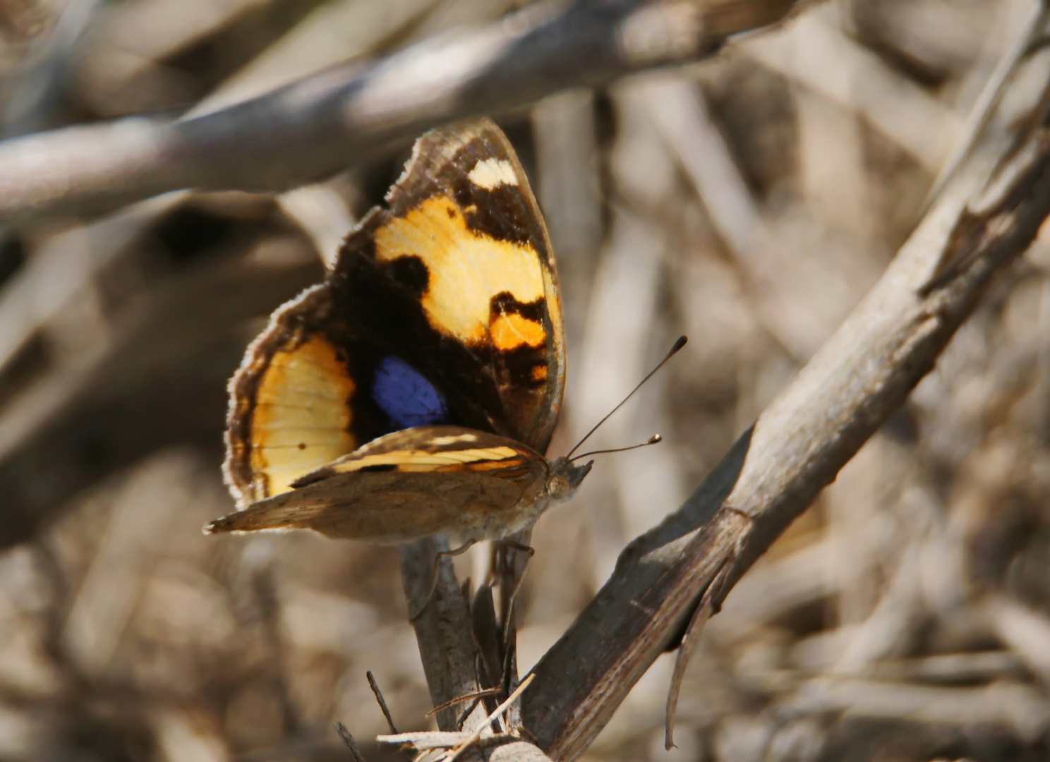 Yellow Pansy,Junonia hierta