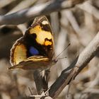 Yellow Pansy,Junonia hierta