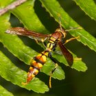 Yellow Paper Wasp (Polistes versicolor)