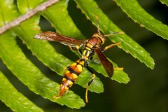 Yellow Paper Wasp (Polistes versicolor)