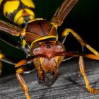 Yellow Paper Wasp (Polistes versicolor)