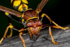 Yellow Paper Wasp (Polistes versicolor)
