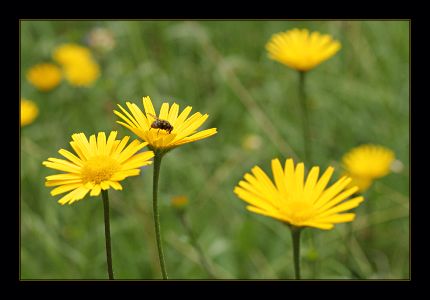 yellow passion