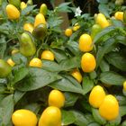 Yellow peppers (Pimentas amarelas)