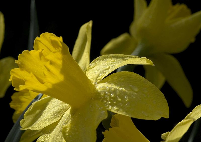 Yellow petals