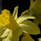 Yellow petals