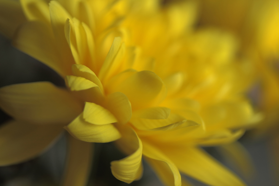 Yellow petals