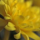 Yellow petals