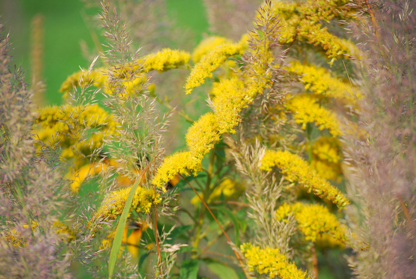 Yellow Plants