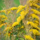 Yellow Plants