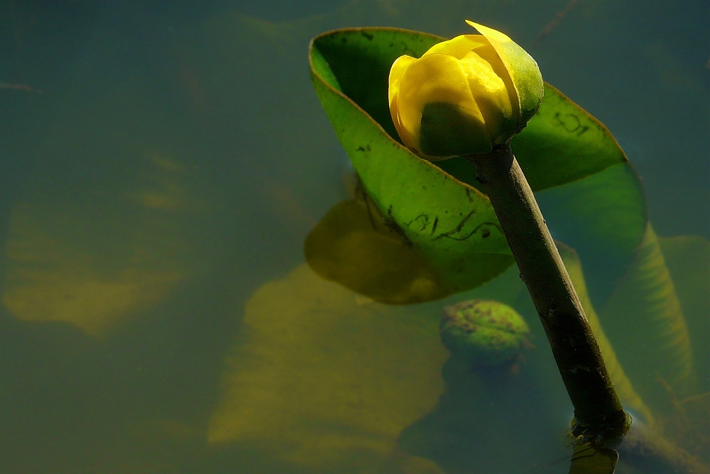 Yellow Pond Lily