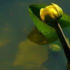 Yellow Pond Lily