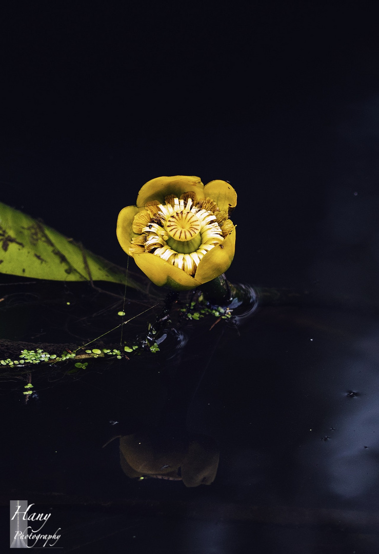 Yellow Pond Lily