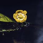 Yellow Pond Lily