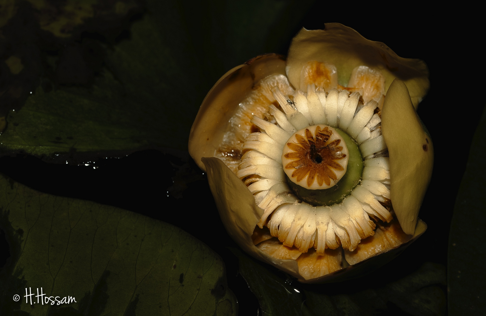 Yellow Pond-Lily