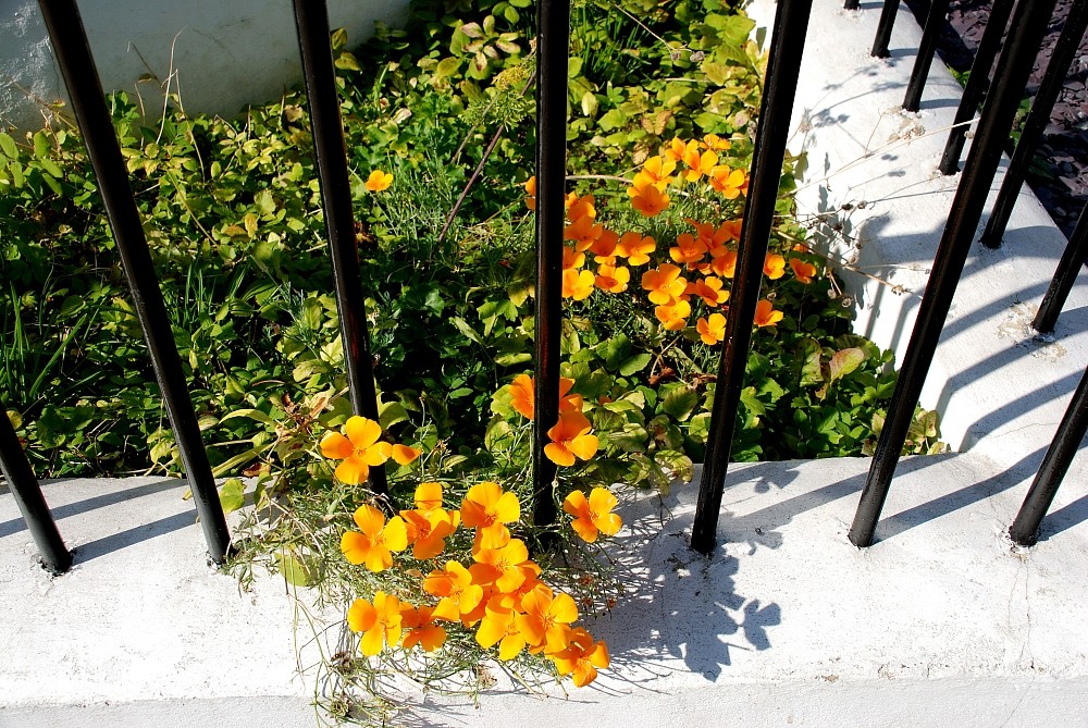 Yellow Poppies - OK, It's orange!