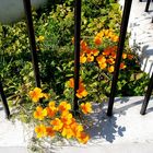 Yellow Poppies - OK, It's orange!