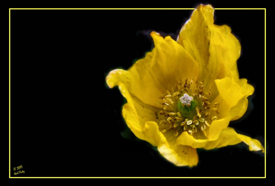 Yellow Poppy 2