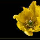 Yellow Poppy 2