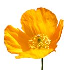 Yellow Poppy