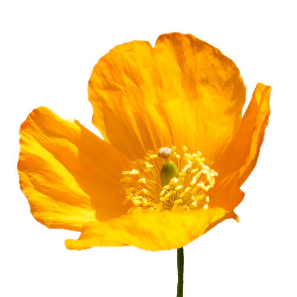 Yellow Poppy von Goldi Goldmann 