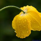 Yellow Poppy