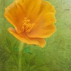 yellow poppy