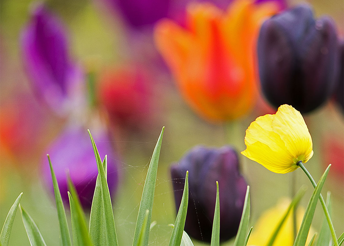 Yellow poppy amidst Tulips