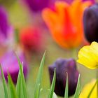 Yellow poppy amidst Tulips