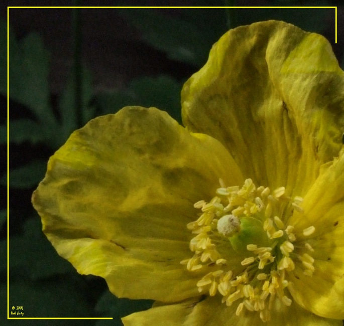 Yellow Poppy