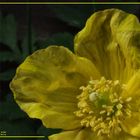 Yellow Poppy