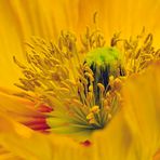 yellow poppy