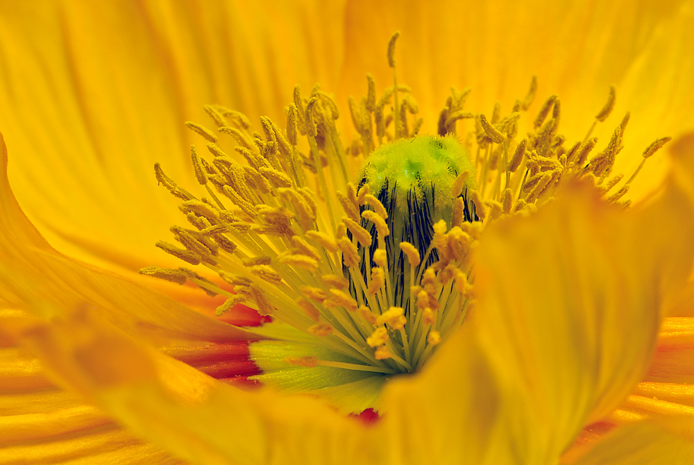 yellow poppy