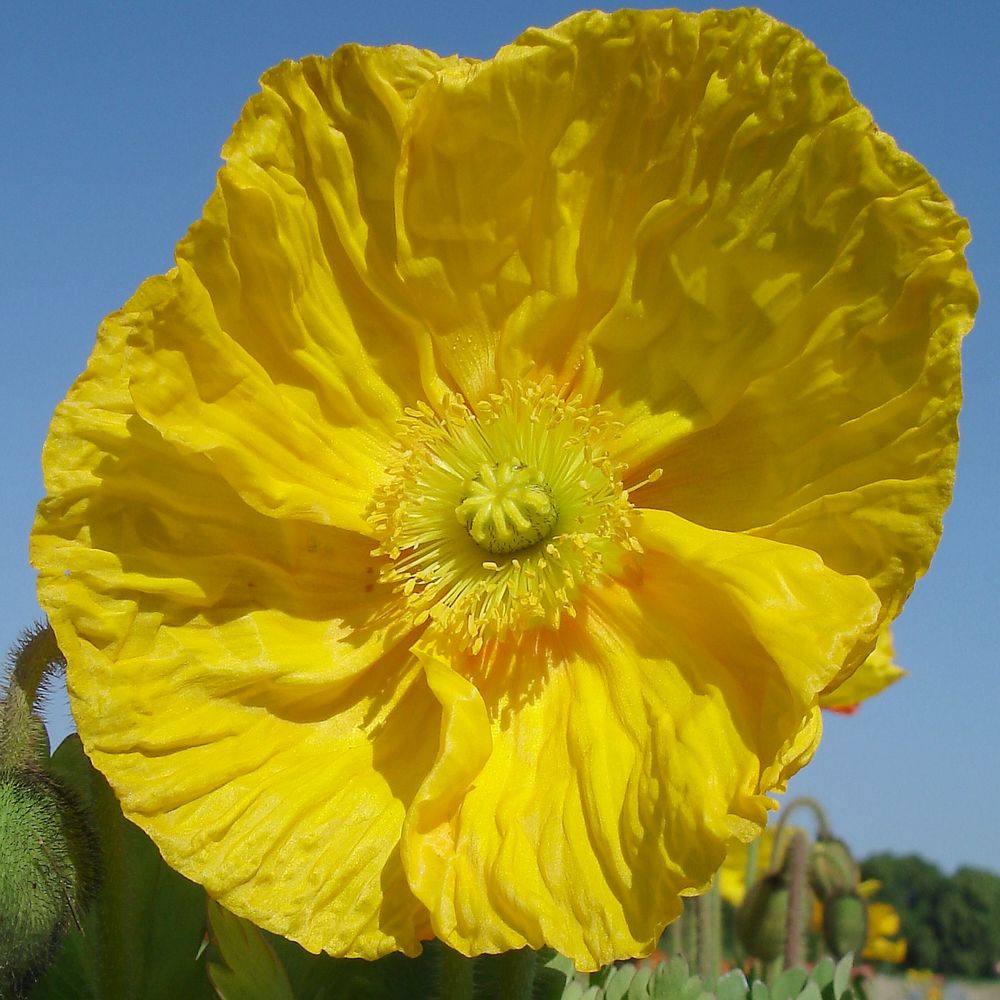 Yellow-Power von Margret u. Stephan 