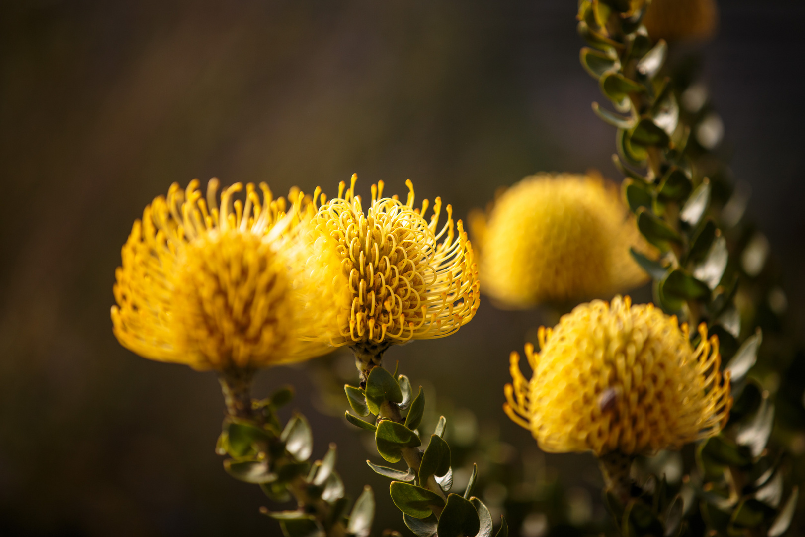 Yellow Protea