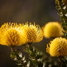 Yellow Protea