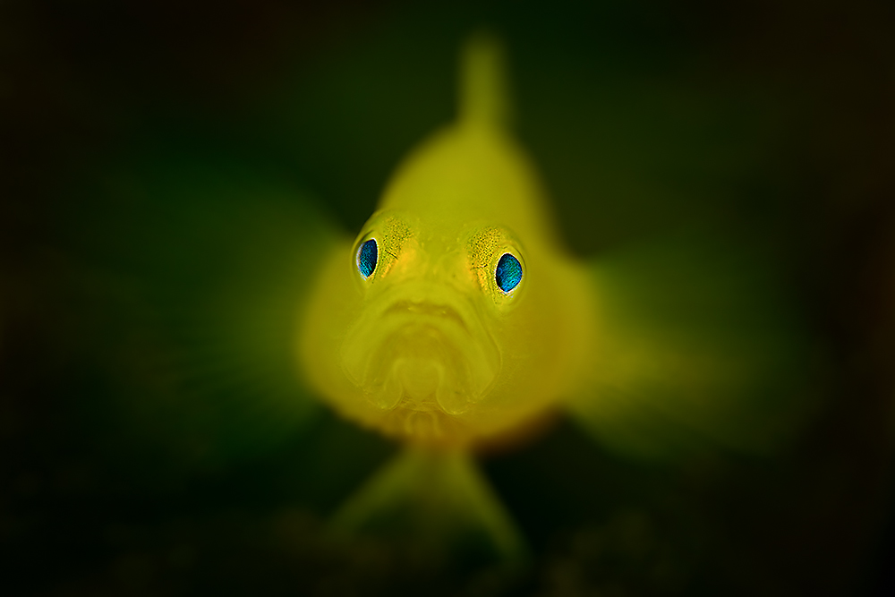 Yellow Pygmy Goby