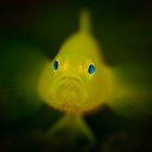 Yellow Pygmy Goby